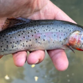 Stocking Brookies to Save Cutthroat